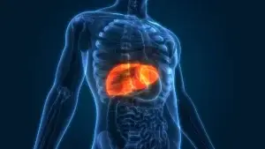 Foie et Hormone périménopause