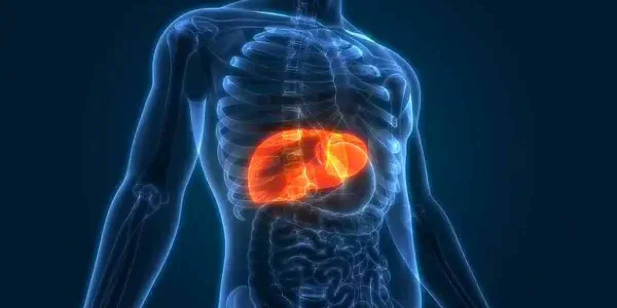 Foie et Hormone périménopause